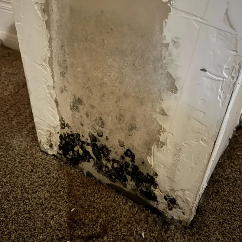 Professional Mold Removal in Wagoner, OK
